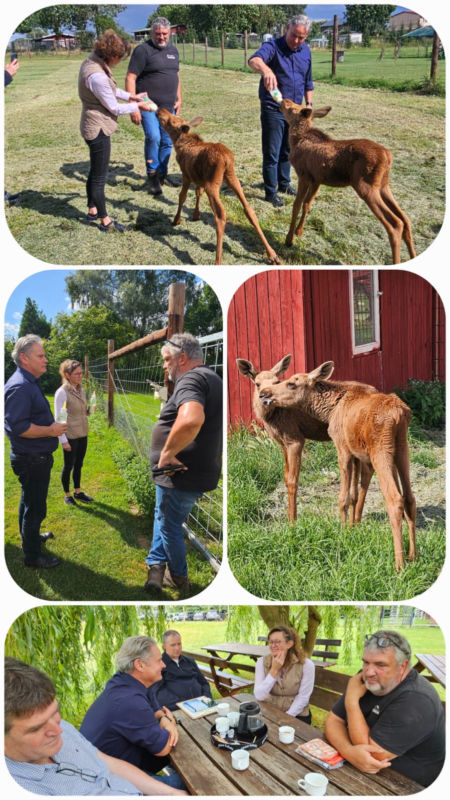 Zu Besuch auf der Elchfarm